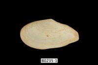 藏品(火腿櫻蛤)的圖片